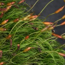 Dicranella_heteromalla_01kl
