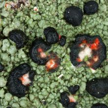 Mycoblastus_sanguinarius_kl_NJS